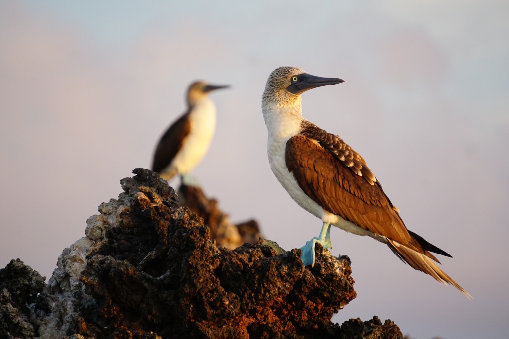 Under the Sea, Below the&nbsp;Deck